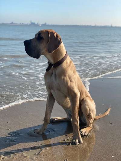 Deutsche Doggen Besitzer zeigt euch-Beitrag-Bild