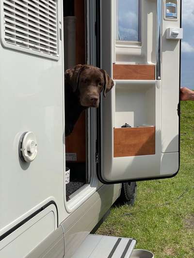 Die Dogorama Kalender Challenge 4/4-Beitrag-Bild