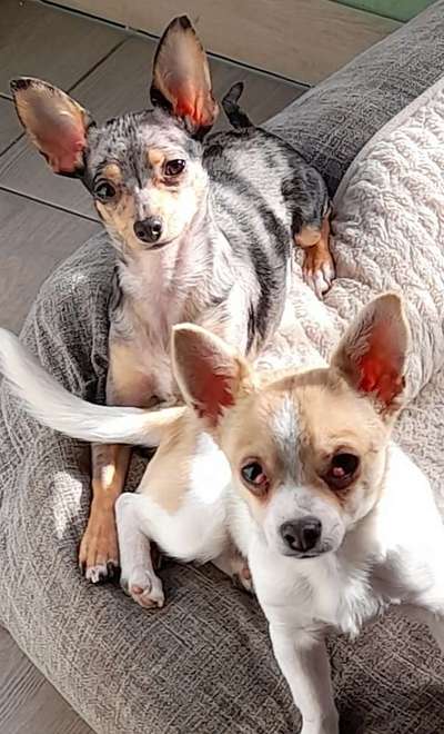 Wo sind die Chihuahua Besitzer ?-Beitrag-Bild