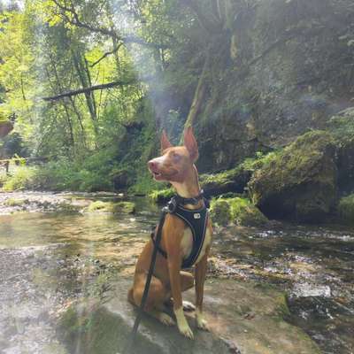 Hundetreffen-Trainingstreffen-Bild