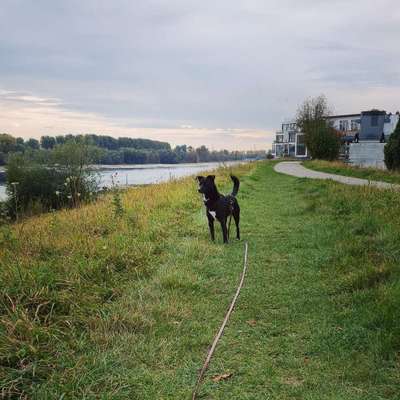 Hundetreffen-Gassifreunde gesucht-Bild
