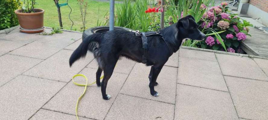 Kalorienarme Leckerchen-Beitrag-Bild