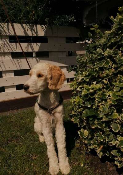 Foto's und Hundemodels-Beitrag-Bild