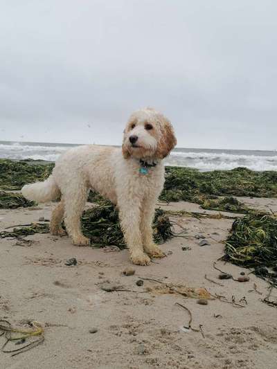 Goldendoodle?-Beitrag-Bild