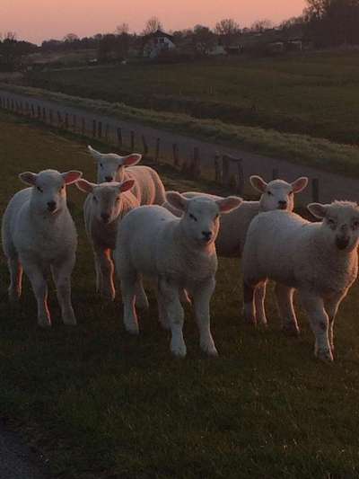 Die wunderschöne Welt mit Hund.-Beitrag-Bild