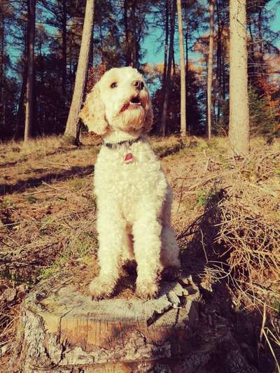 Challenge 23 : "  Euer Hund beim Frühlingserwachen "-Beitrag-Bild