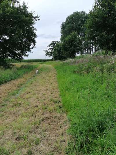 Die wunderschöne Welt mit Hund.-Beitrag-Bild