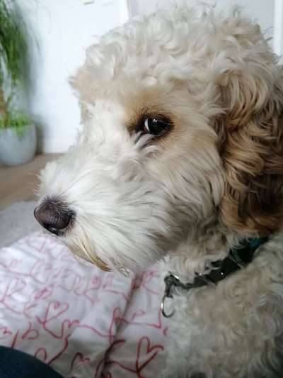 Zeigt mal die schönsten Bilder von euren Hunden !-Beitrag-Bild