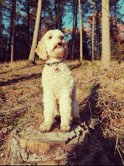 Die Dogorama Kalender Challenge Teil 1/4-Beitrag-Bild