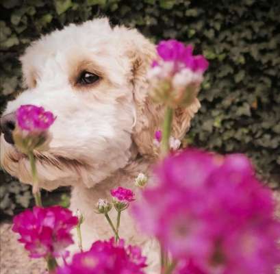 Foto's und Hundemodels-Beitrag-Bild