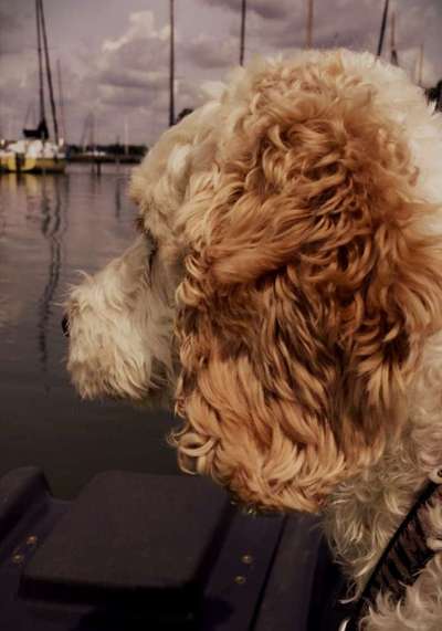 Foto's und Hundemodels-Beitrag-Bild