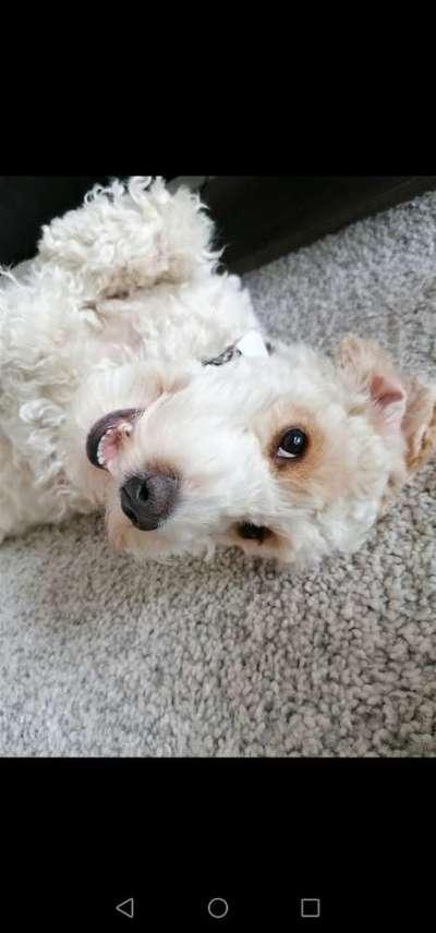 CHALLENGE NR. 19 - Der Hundeblick-Beitrag-Bild