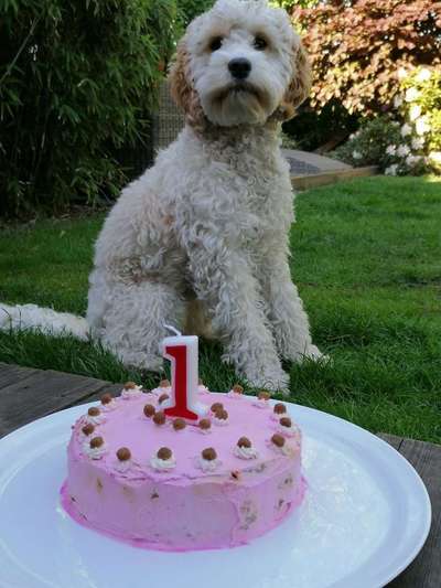 Welpen Bilder !-Beitrag-Bild