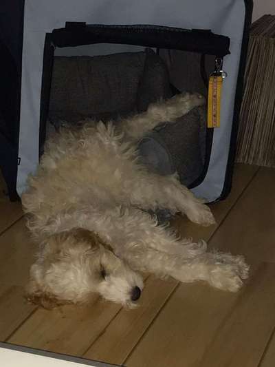 Welpen Bilder !-Beitrag-Bild