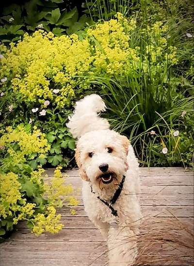 Foto's und Hundemodels-Beitrag-Bild