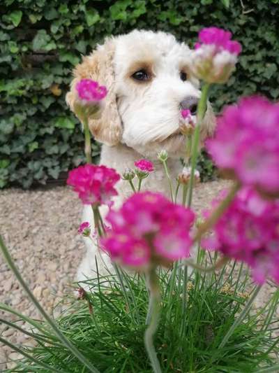 Zeigt mal die schönsten Bilder von euren Hunden !-Beitrag-Bild