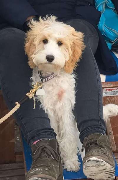 Welpenfotos-Beitrag-Bild