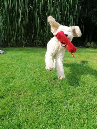 43. Fotochallenge-Zeigt mir eure Ball oder Frisbee verrueckten Hunde-Beitrag-Bild