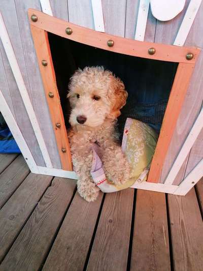 Selbstständig machen mit Hundehütten?-Beitrag-Bild