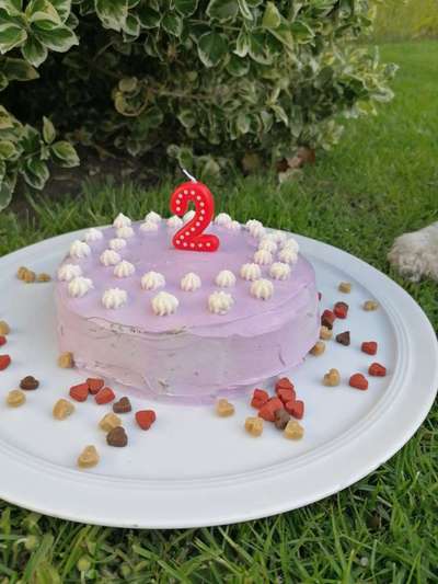 Fotochallenge 31 - Das perfekte Hundedinner-Beitrag-Bild