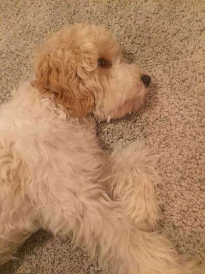 Dein Hund im Dogorama-Kalender 2021-Beitrag-Bild