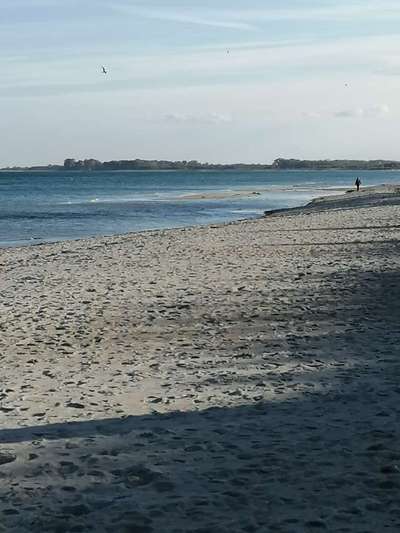 Die wunderschöne Welt mit Hund.-Beitrag-Bild