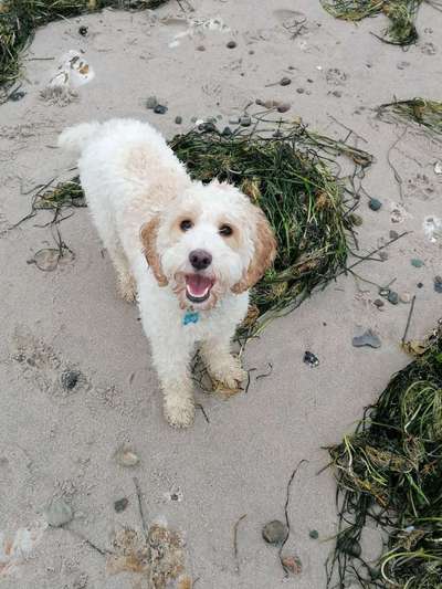 Challenge 41 - Mein Hund im Urlaub-Beitrag-Bild