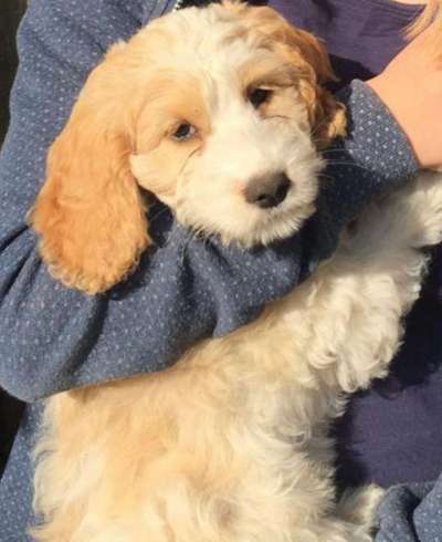 Welpen Bilder !-Beitrag-Bild