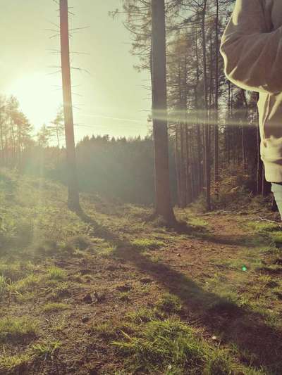 Die wunderschöne Welt mit Hund.-Beitrag-Bild