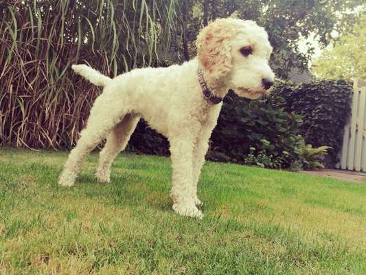 Dein Hund im Dogorama-Kalender 2021-Beitrag-Bild