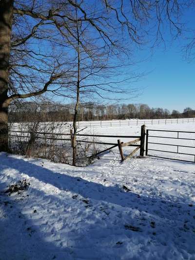 Die wunderschöne Welt mit Hund.-Beitrag-Bild