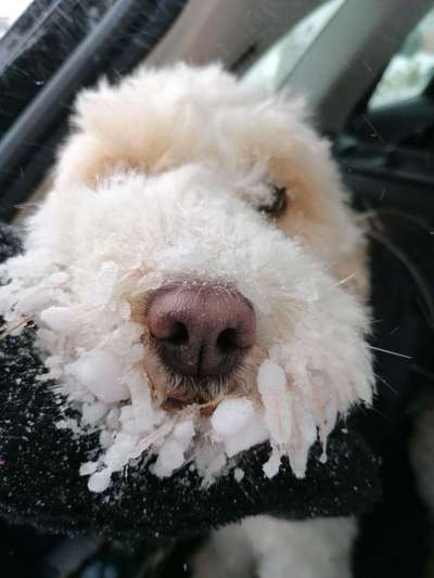 Fotochallenge 61 ~ Schnee-Beitrag-Bild