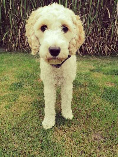 Dein Hund im Dogorama-Kalender 2021-Beitrag-Bild