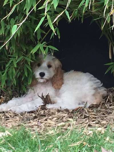 Welpen Bilder !-Beitrag-Bild