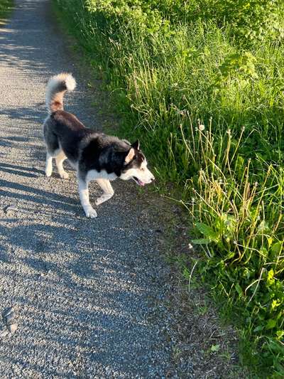 Hundetreffen-Verspielter Husky Rüde sucht Freunde zum Spielen und für Gassirunden-Bild