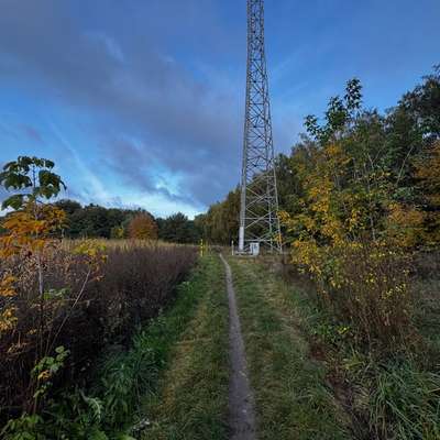 Giftköder-Giftköder Waldblick-Bild