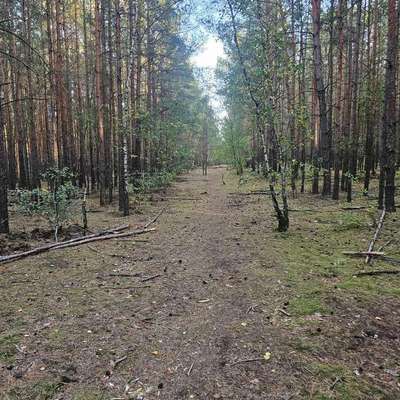 Giftköder-Weißes Pulver im Wald-Bild