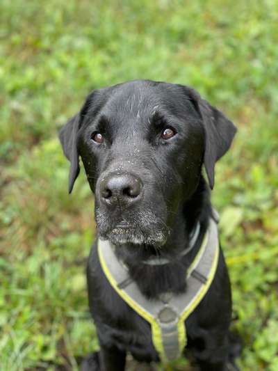 Unsere Fellnasen im Regenbogenland-Beitrag-Bild