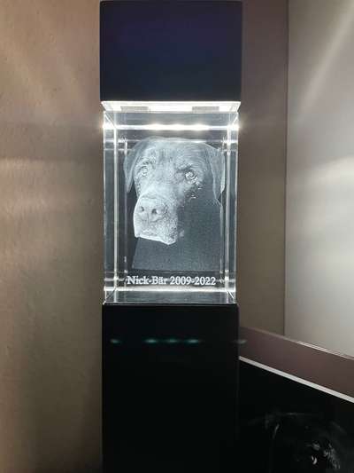 Unsere Fellnasen im Regenbogenland-Beitrag-Bild