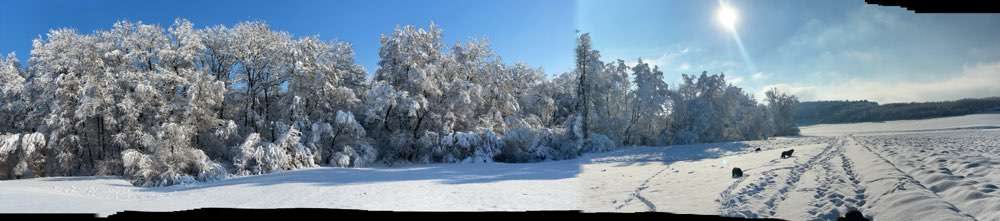 Die wunderschöne Welt mit Hund.-Beitrag-Bild