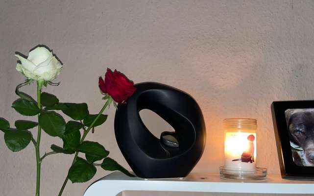 Unsere Fellnasen im Regenbogenland-Beitrag-Bild