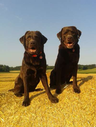 Unsere Fellnasen im Regenbogenland-Beitrag-Bild