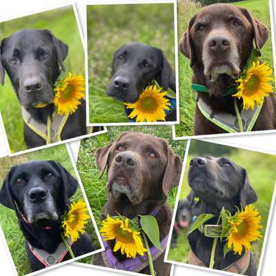 Hunderunde-Beitrag-Bild