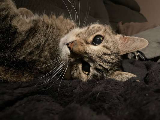 Unsere Fellnasen im Regenbogenland-Beitrag-Bild