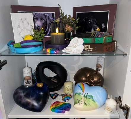 Unsere Fellnasen im Regenbogenland-Beitrag-Bild