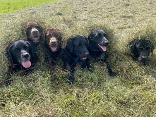 Labradorfans-Beitrag-Bild