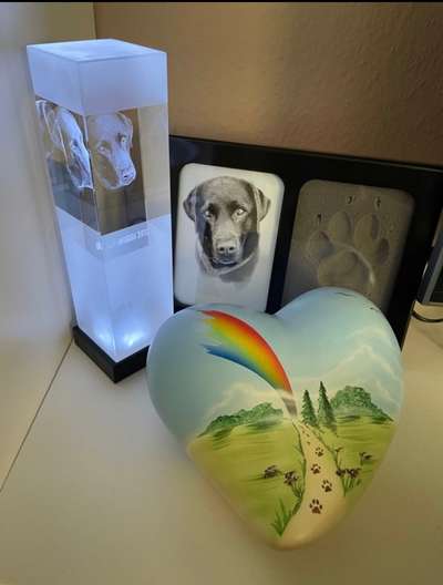 Unsere Fellnasen im Regenbogenland-Beitrag-Bild