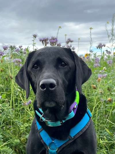 Unsere Fellnasen im Regenbogenland-Beitrag-Bild