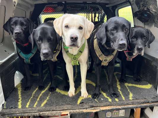 Labradorfans-Beitrag-Bild