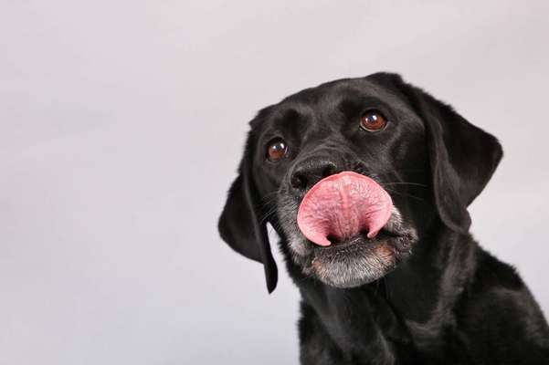 Tongue Out Tuesday-Beitrag-Bild